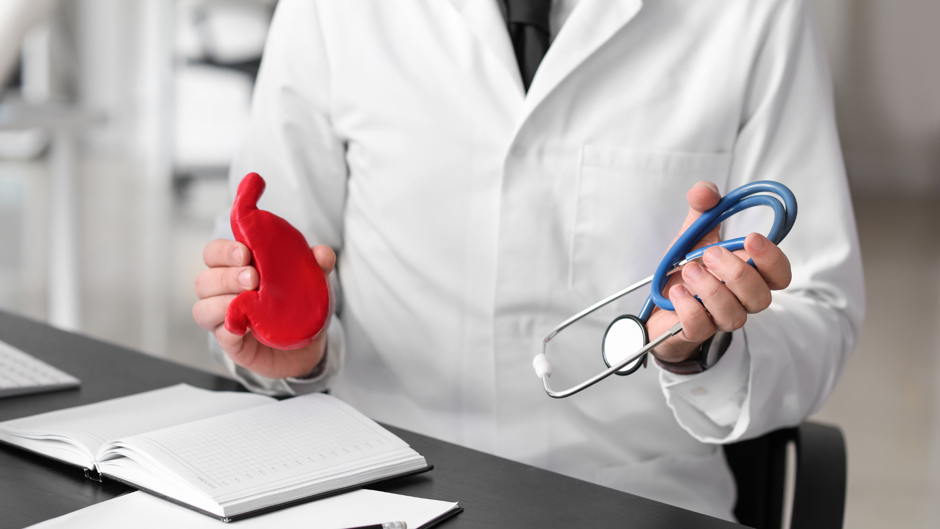 Médecin tenant un modèle rouge d’estomac et un stéthoscope lors d’une consultation.